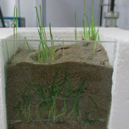 Рост травы через модифицированный песок